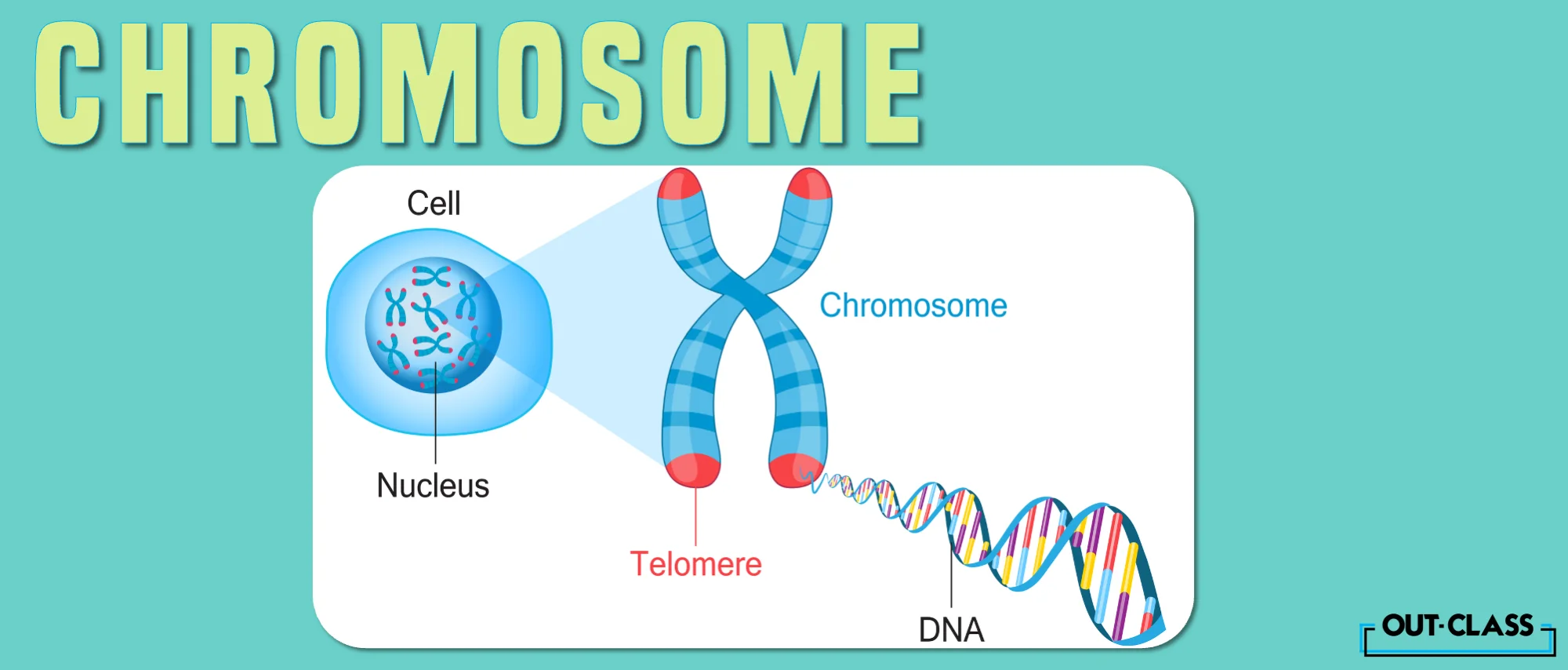 Chromosomes are located inside the nucleus of our cells and help provide the framework and structure that carry our genes or DNA. For moe information on how to get A* in O Level Biology, try Out-Class, a one-stop solution for online crash courses.