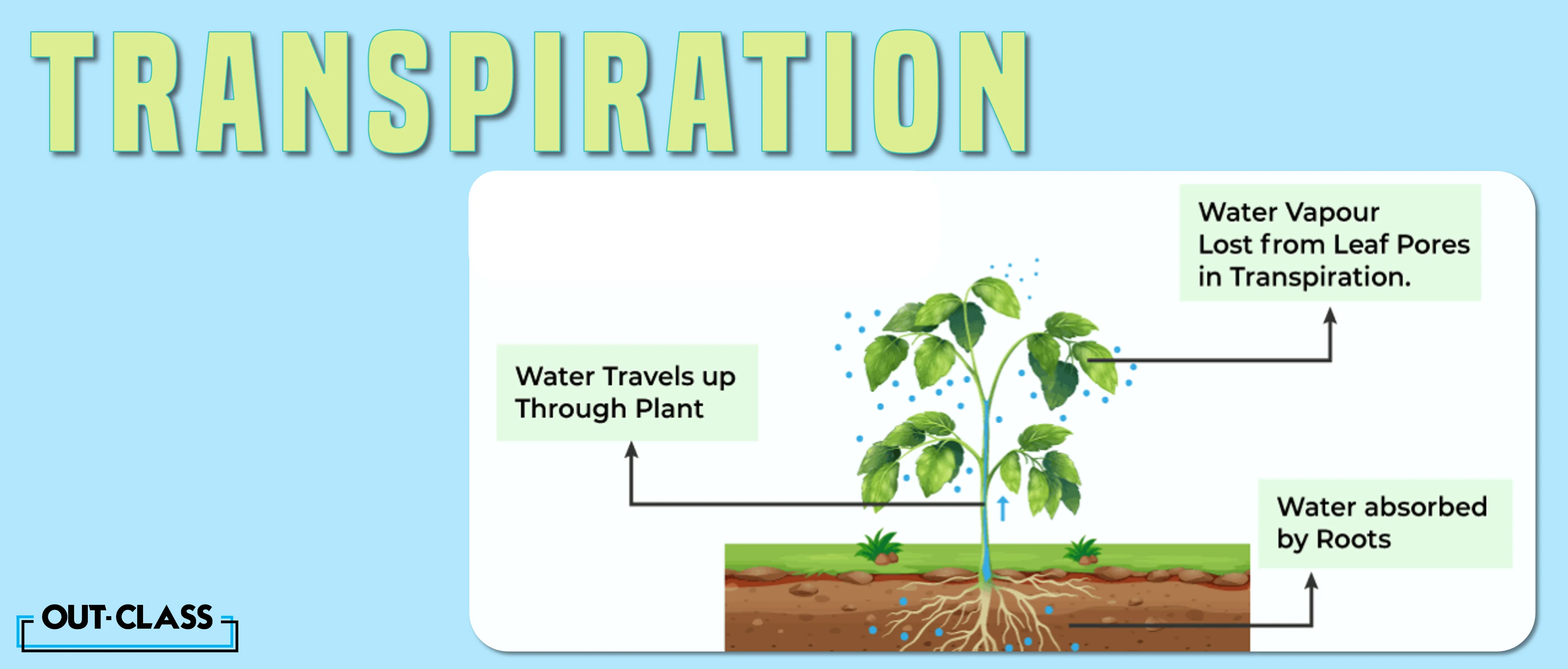 A concept of IGCSE and O Level Biology is the transpiration in plants. It shows transpiration in plants that occurs through stomata and concentration gradient. 