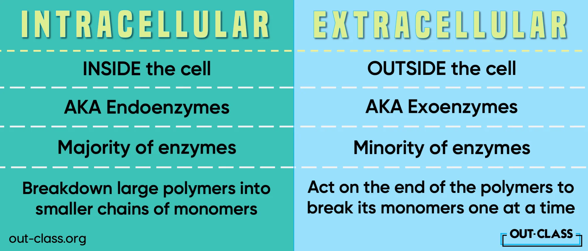 It shows the difference between intracellular enzymes and extracellular enzymes in cellular biology. As well as provides intracellular enzymes and extracellular enzymes examples.