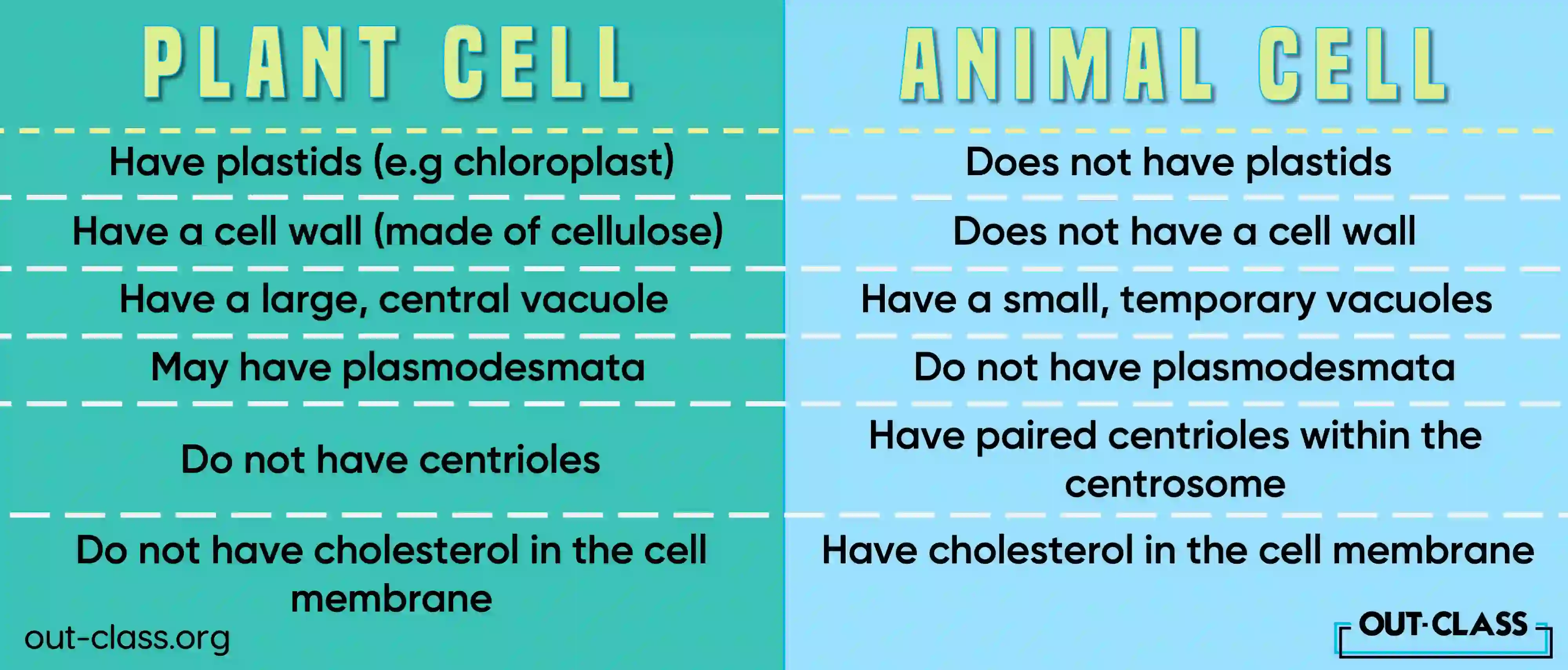 difference between animal and plant cell is identified here from its cell structure to vacuoles.