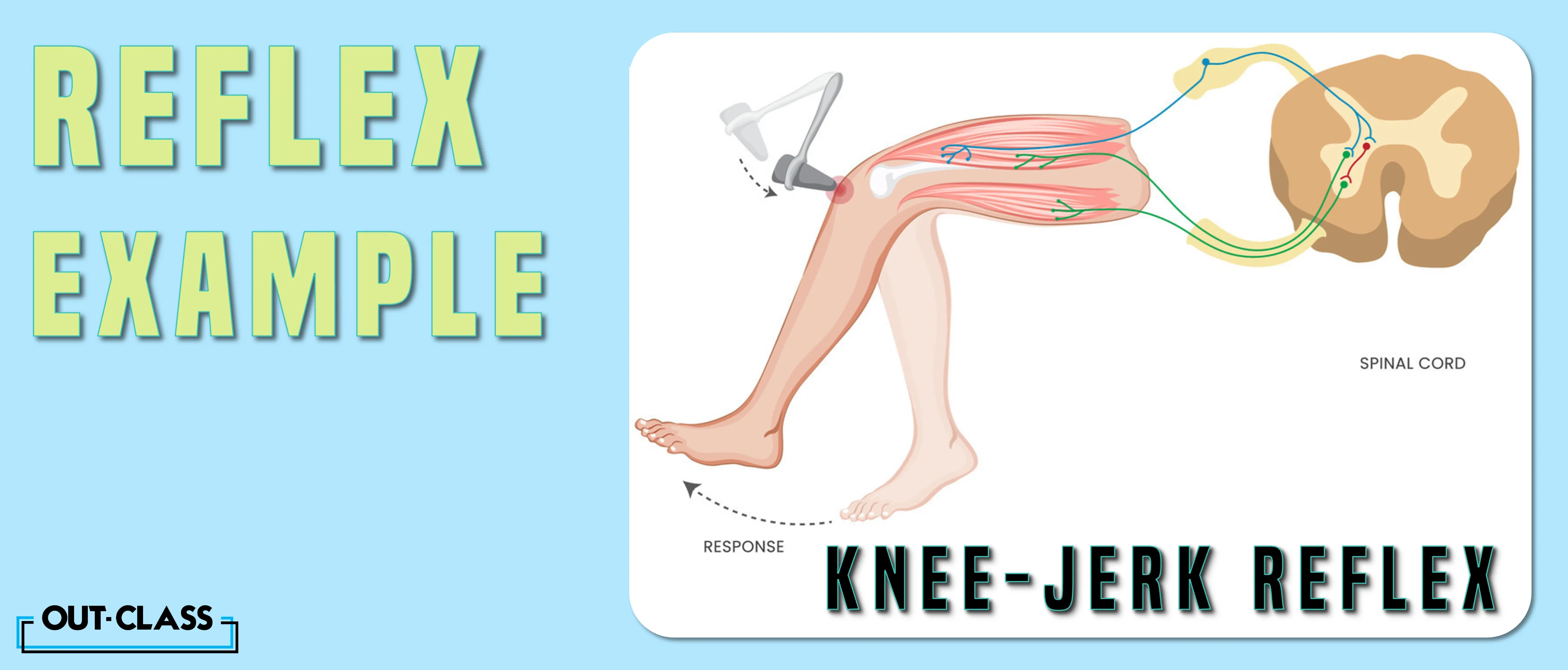 An example of reflex action is the knee-jerk reflex. The Knee-jerk reflex is the tapping of the tendon right below the knee that causes the leg to spring up.
