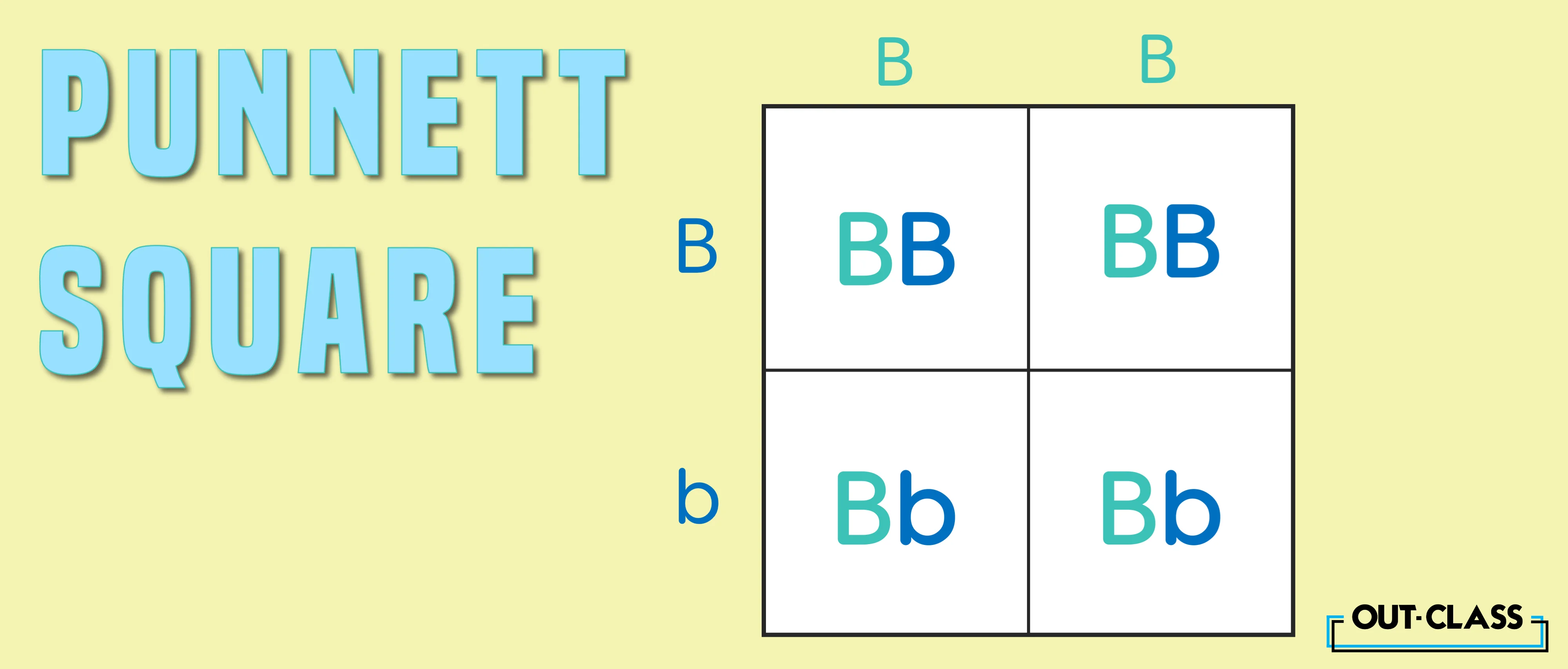 The blood type punnett square examples include the parental gametes which play a role in the inheritance, a key topic in O Level Biology..