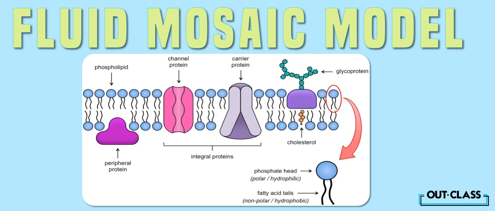 Fluid mosaic model is defined here as the fluid mosaic model of the cell membrane. It also explains why is it called the fluid mosaic model and why are fluid mosaic model important. It also covers the components and features of the fluid-mosaic membrane.